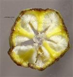  Corona